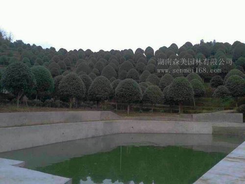 桂花2